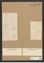 Diatomeae indet. (de-Toni-Nr.: Species 1592 ?) Zeichnungen Sammlung Grunow Nr. 3263 (NHMW-BOT-W0370742)